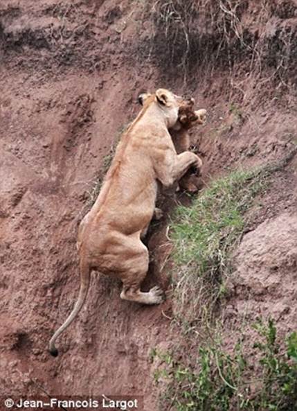 It's an equally dangerous climb back up but a Mothers Love will never fail